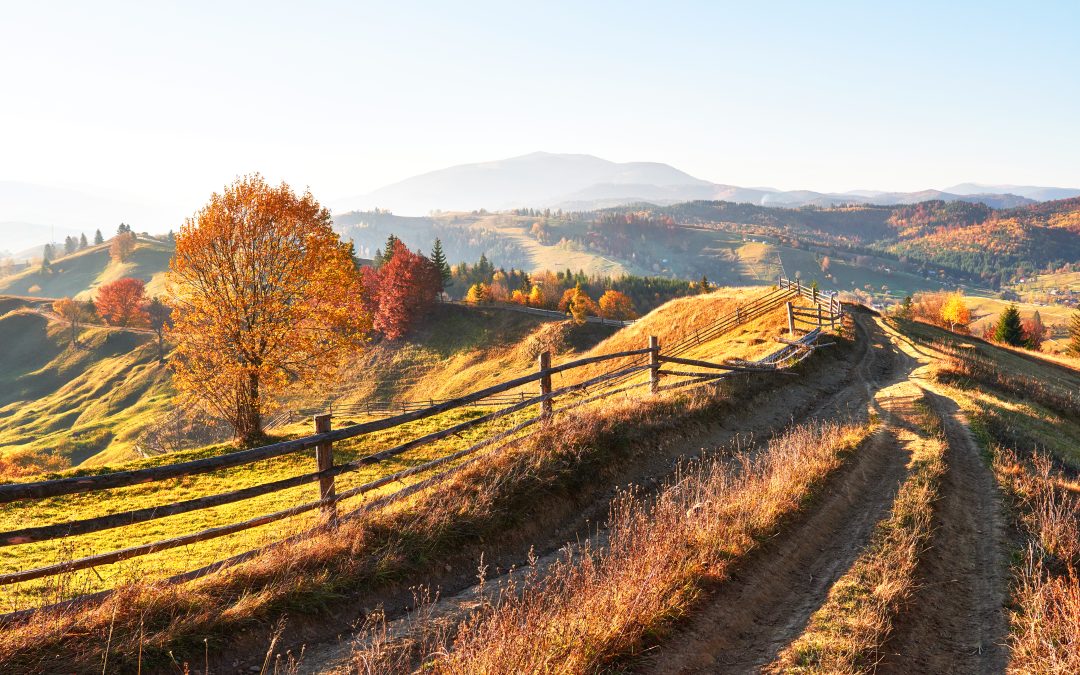 Trauma Transformation