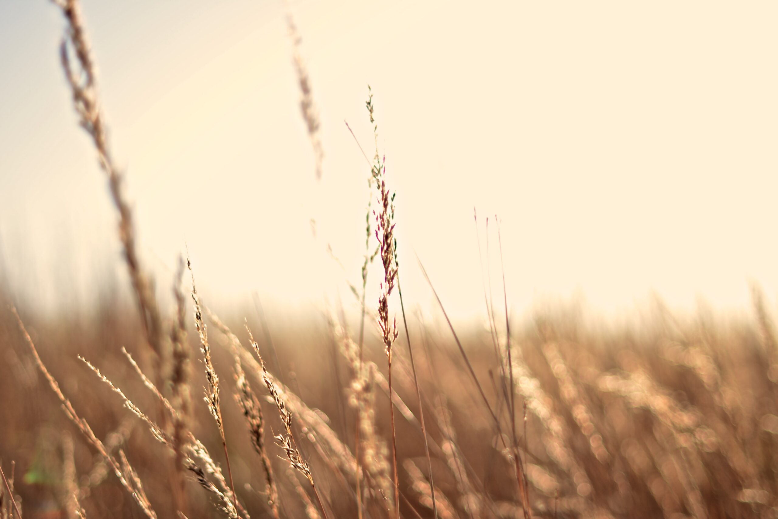 close-up-grass-growing-against-sky(1)