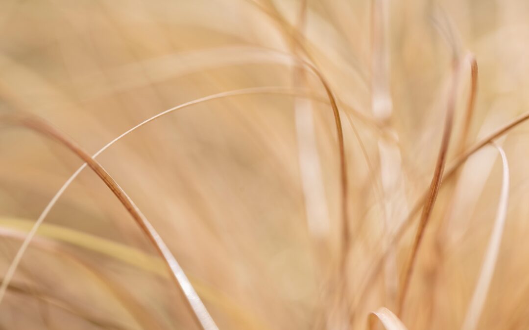 Free choice or free will? 