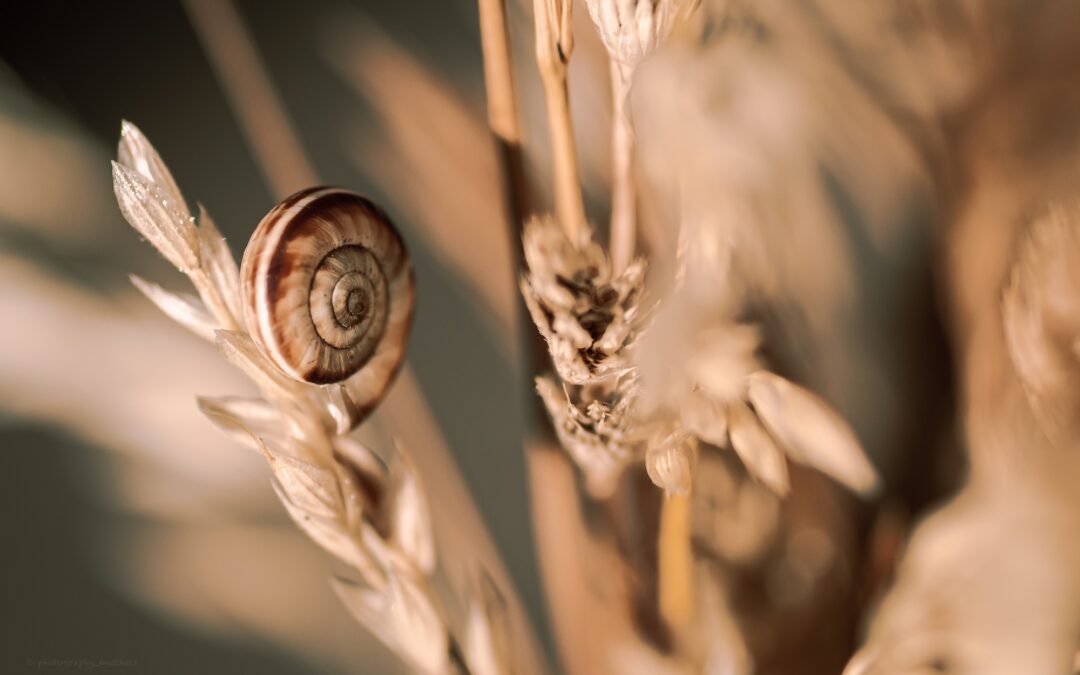 The origin of emotional reactions