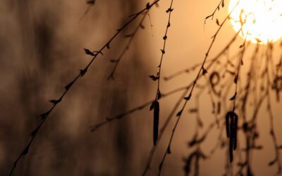 Talentintegratie: leven vanuit je essentie en innerlijke vrijheid